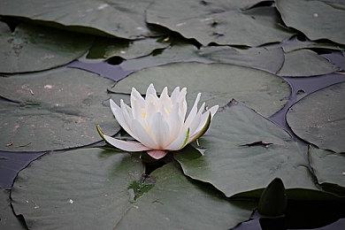 《明末：渊虚之羽》全新截图 女主重新寻找自我！